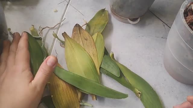 Контент подъехал с полной *опой, опять заклюют "умники"В видео много "Блинов" у кого уши вянут-мимо смотреть онлайн