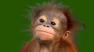 Смешная обезьянка 13_encoded