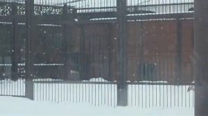 Лев в вольере 4 в летней будкевольер 2 ему открыли в 15ч13мин