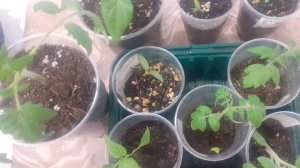 25.01.2026 Рассада перцев и томатов. Первая отбраковка в томатах.