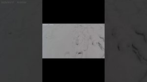 рыбалка на жерлицы