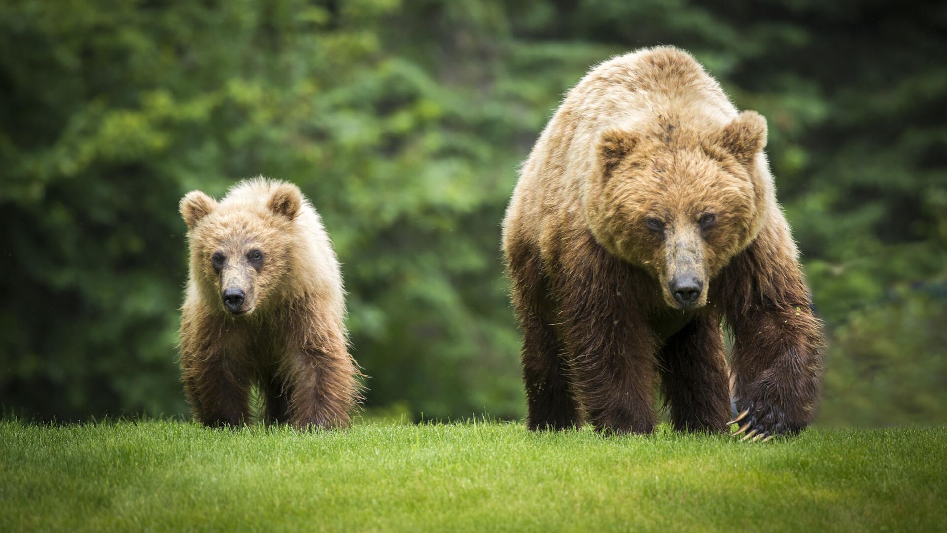 Broken Hope — Dilation And Extraction cut смотреть онлайн