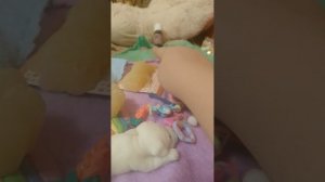 сквиш собачки 🐶лагерь +разговор 🧐