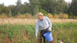 Собираю семена гречихи