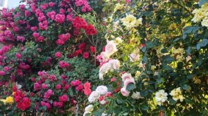 Красавицы розы! Роза "Маритим"!