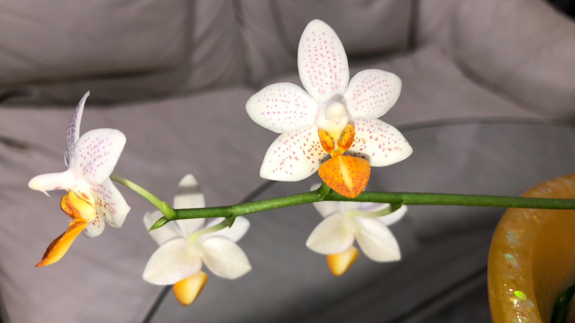 Орхидея Мини Марк (Phalaenopsis Mini Mark) Интересная посадка но повторять не советую! смотреть онлайн