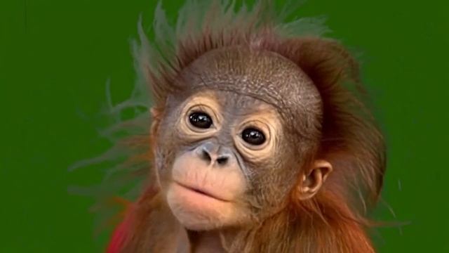 Смешная обезьянка 17_encoded смотреть онлайн