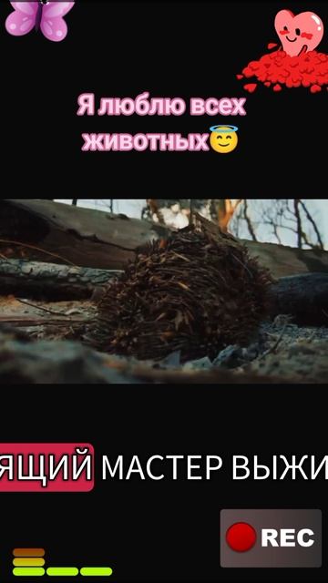Я люблю всех животных😇 смотреть онлайн