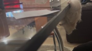 Два хомяка: Акашка и Макошка. К прыжку готов!!!