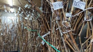 КАК Я СОХРАНЯЮ ЛОЗУ В ТЕЧЕНИИ ЗИМЫ!!!🍇🍇🍇 Telegram, WhatsApp, Vlber и MAX +79528500417.