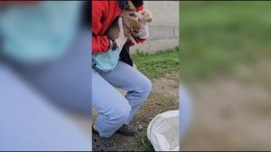 Наши желания сбываются! Ещё один щенок из мешка обрёл семью! | Граф