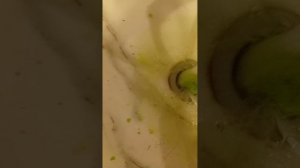 достаю игрушку из бомбочки для ванны меня походу развели