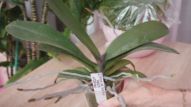 Орхидея, корни во все стороны. В этот горшок пересаживать буду первый раз. смотреть онлайн