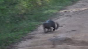 Шри Ланка. Заповедник. Мангуст