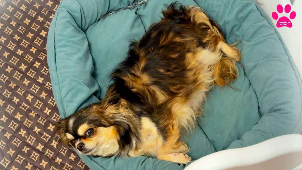 Чихуахуа Белла вот-вот родит... смотреть онлайн