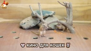 Видео для кошек про крысок развлекать питомцев 🐭🐀😂 (439)