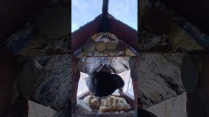 1000009174.mp4Жизнь кормушки.25.01.2026г.