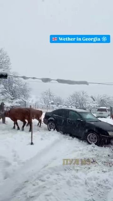 В ход идут ездовые коровы и быки: В Грузии свои методы борьбы с последствиями снега. смотреть онлайн