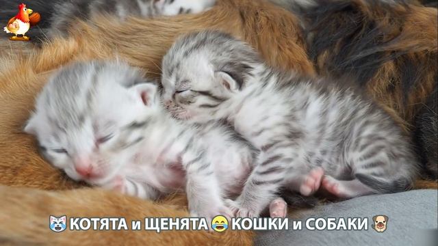 Котята и щенята 🐈🐶 Кошки и собаки 🤗 Милое видео про животных (72) смотреть онлайн