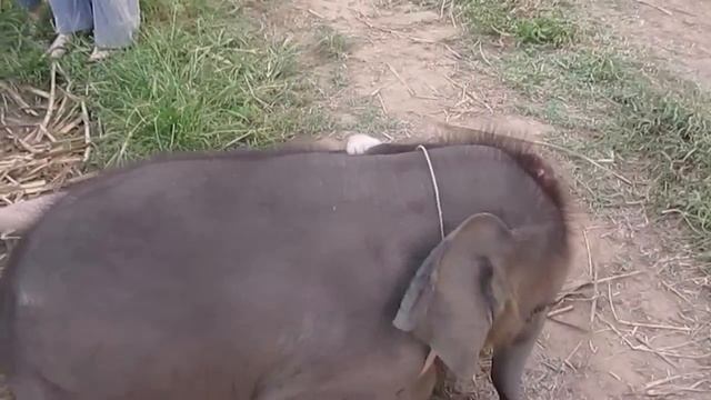 Слонята любят обниматься смотреть онлайн