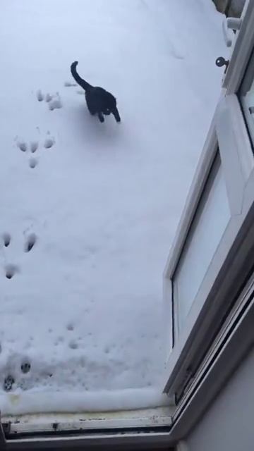 Быстро нагулялся