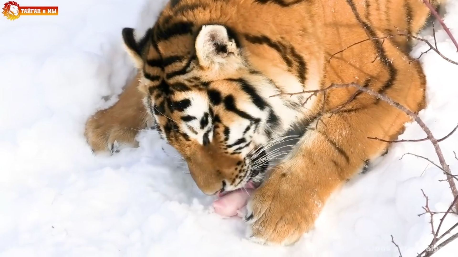 Тигриные игры под песни волков. Тайган. 2021 смотреть онлайн
