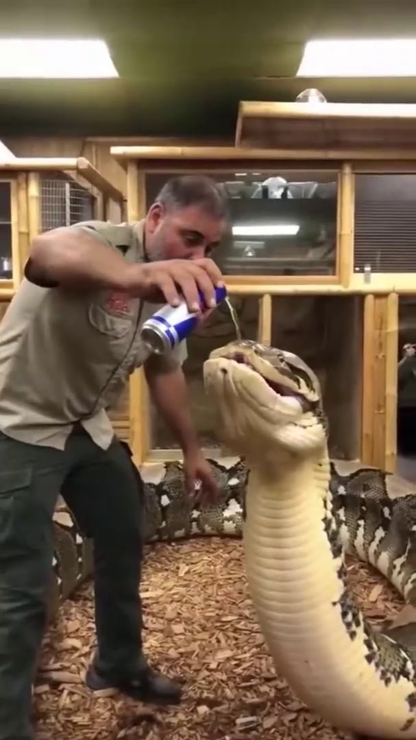 Бушующий питон смотреть онлайн