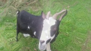 Козявка Тоггенбургская коза