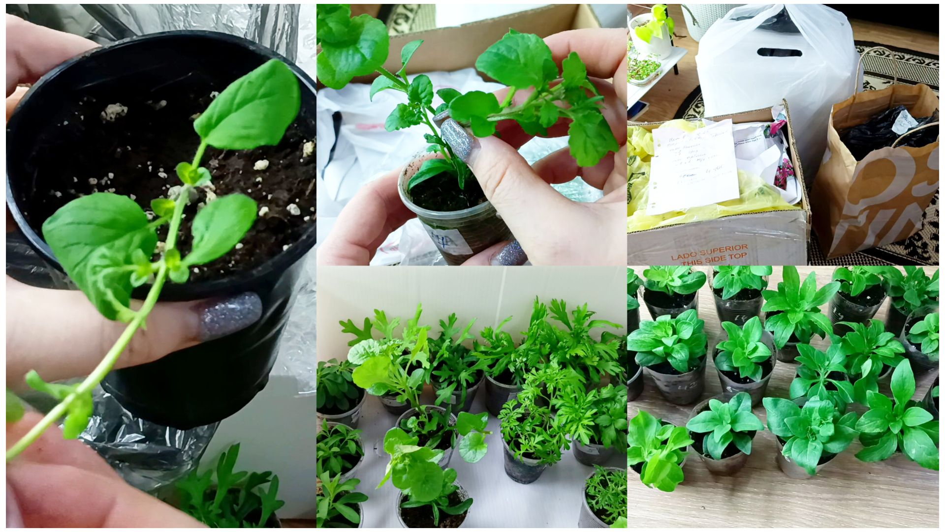 Сезон не за горами.Закупилась растениями.Распаковка цветов для моего маленького дворика. смотреть онлайн