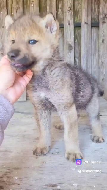 1000117026.mp4 смотреть онлайн