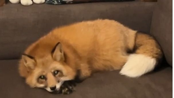 Лиса-Алиса. Тихий час лисы смотреть онлайн