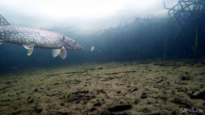 ОПУСТИЛ КАМЕРУ В ЛОГОВО ЩУК