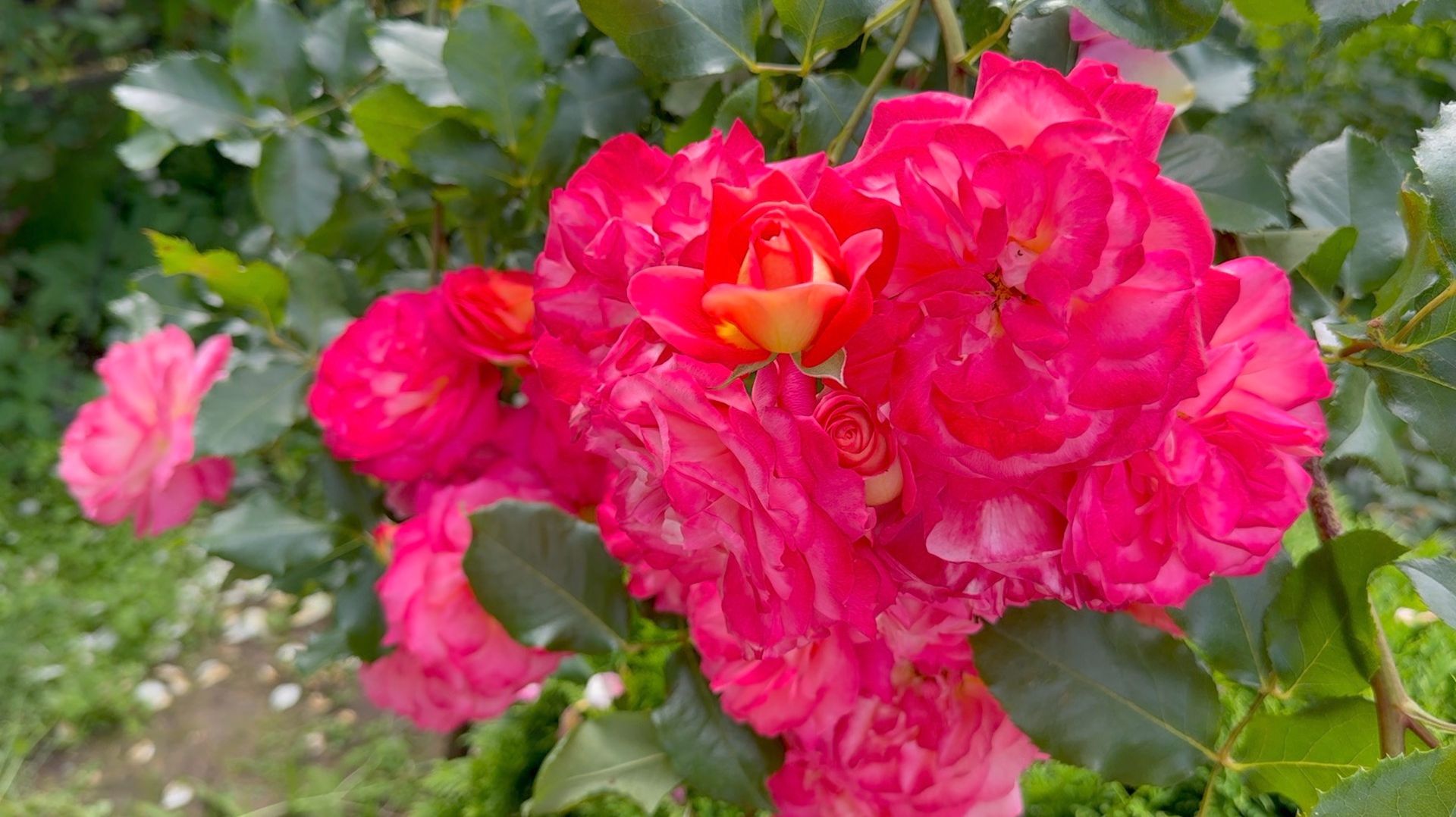 Июль в Саду 21 июля 2025 часть 8 смотреть онлайн