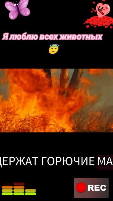 Я люблю всех животных😇 смотреть онлайн