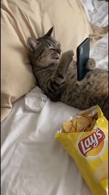 Тайная жизнь кота Васьки смотреть онлайн