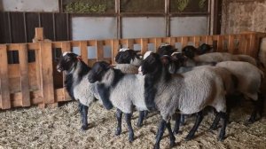 Романовские Овцы в Сербии. Генетика. Выезд овцеводов из России на ферму в Сербию