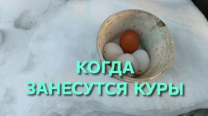 Жизнь в деревне Почему куры не несутся