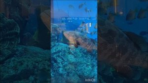 аквариум в дубай-молле