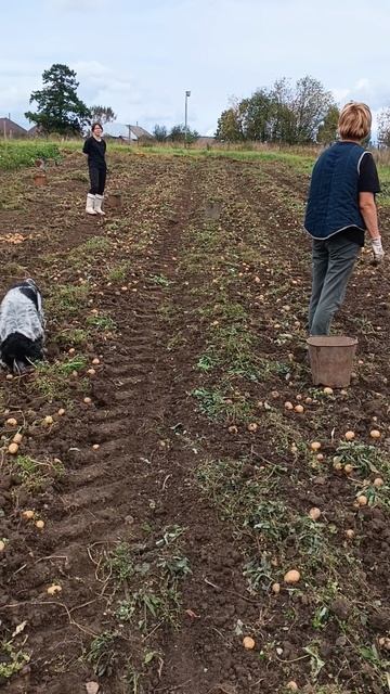 Собираем урожай 2025 г.август. смотреть онлайн