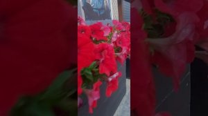 Отдых на машине в Крым#май 2025#отпуск на машине#крым 2025#ялта#алупка#2014#н