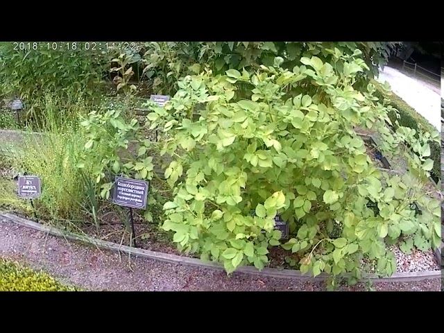 аптекарский огород 3 смотреть онлайн