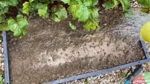 Сажаем шпинат с агрономом