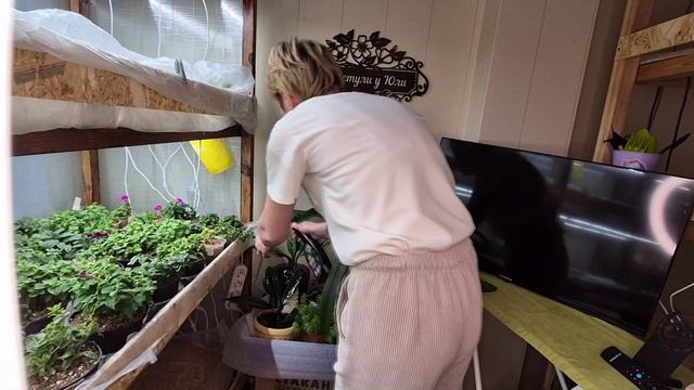 ОБЯЗАТЕЛЬНО НУЖНО ПРОВЕРЯТЬ КОМНАТНЫЕ ЦВЕТЫ НА НАЛИЧИЕ ВРЕДИТЕЛЯ смотреть онлайн