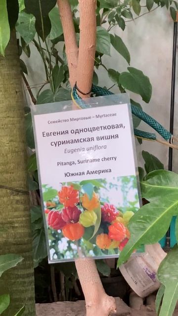 Не такая вишня смотреть онлайн