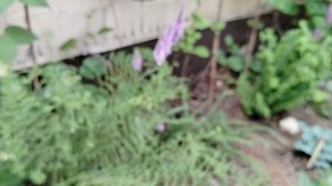 Дактилориза Инкарната, Макулата, Фукса, Любка и Тайник