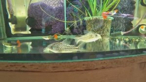 По нересту Данио и семья сомиков на нерест