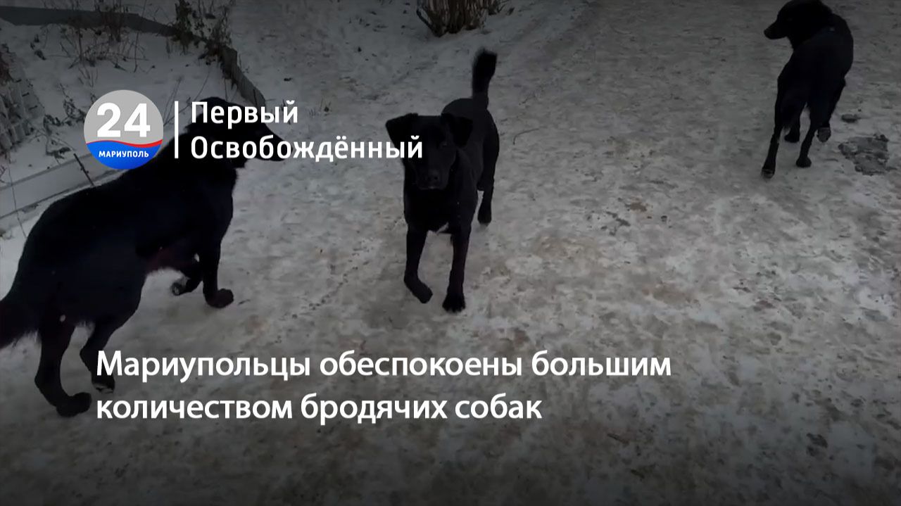 Мариупольцы обеспокоены большим количеством бродячих собак. 26.01.2026 смотреть онлайн