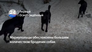 Мариупольцы обеспокоены большим количеством бродячих собак. 26.01.2026
