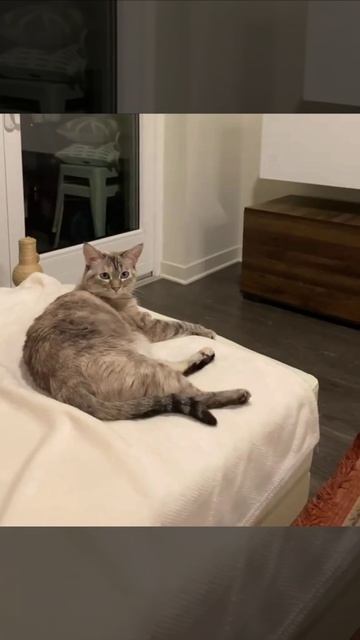 Пинг понг смотреть онлайн