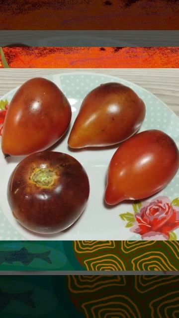 Томат Сержант Пеппер биколор сердце т. 89229284031 смотреть онлайн